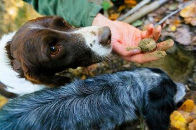 Luck and Patience: truffle hunting in Tuscany - What the search feels like on the trail
