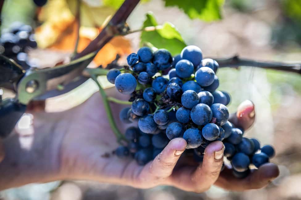Luxury Burgundy Private Wine Tour - Key points at a glance