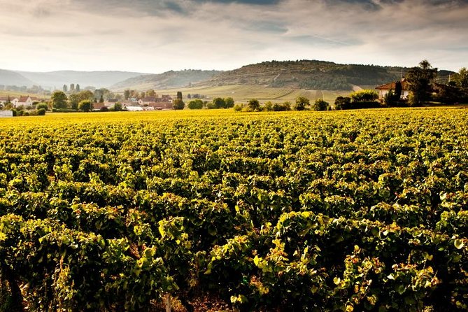 Luxury Luxury Wine Tour Experience - Beaune, Côte de Beaune, and Côte de Nuit: the smart place for a Grand Cru day
