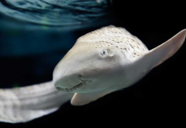Lyon: Aquarium Entrance Ticket - Key points to know before you go