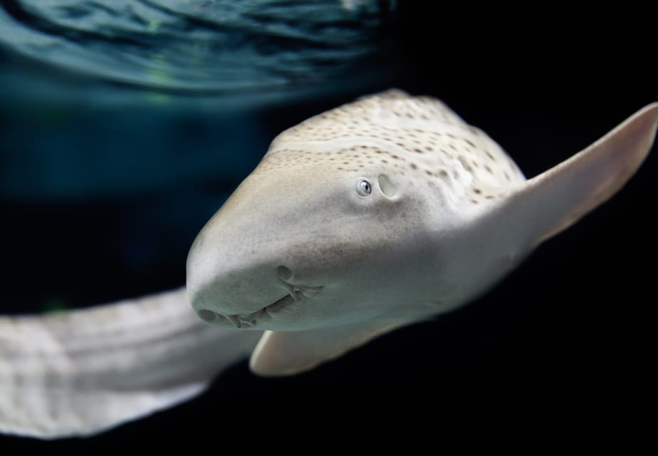 Lyon: Aquarium Entrance Ticket - Lyon Aquarium in One Day: What the $23 Ticket Really Gives You