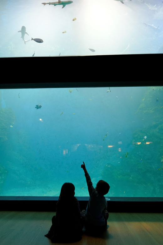 Lyon: Aquarium Entrance Ticket - Video Screens and Short Films: Learning Without a Textbook