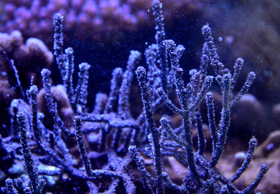 Lyon: Aquarium Entrance Ticket - Price and Value: Does $23 Make Sense?