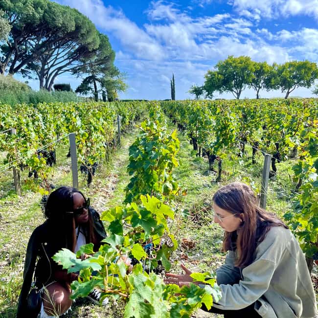 Margaux & Médoc private FULL day tour with a classic car - The final Médoc tasting, about 30 minutes