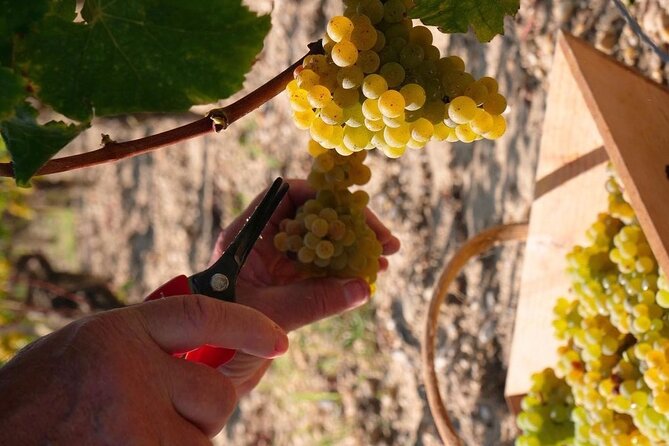 Margaux Wine Tour experience - Key points at a glance