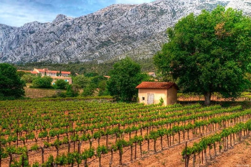Marseille Vieux Port & Wine Tasting - Private Tour - Bandol wine and seaside free time
