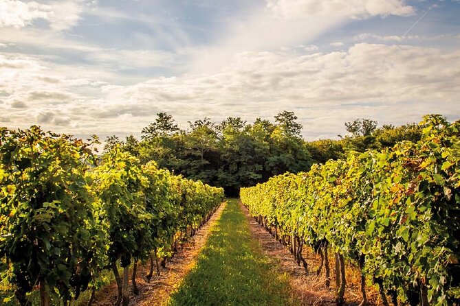 Médoc Region Half-Day Wine Tour with Winery Visit & Tastings from Bordeaux - Stop 2: second chateau tasting, plus a chance to compare styles