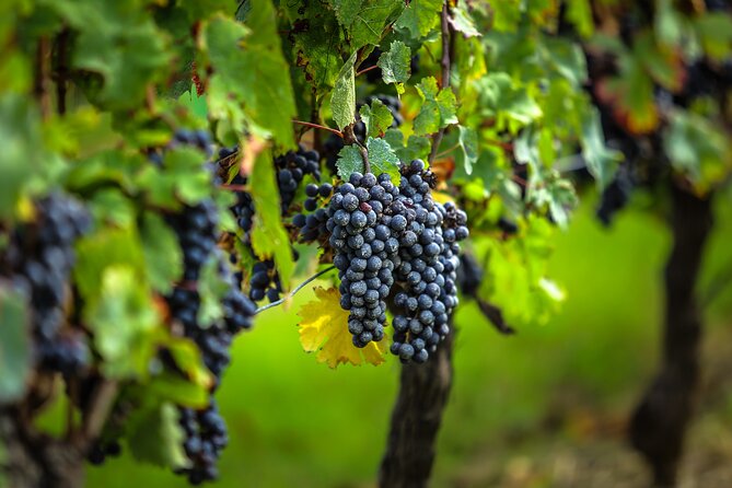 Médoc Region Half-Day Wine Tour with Winery Visit & Tastings from Bordeaux - Meeting at Bordeaux and what “small group” really means
