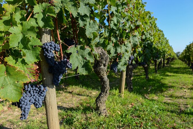 Medoc Region Wine Day Trip with Vineyard Visits & Tastings from Bordeaux - What You’re Really Paying For: Value at $266
