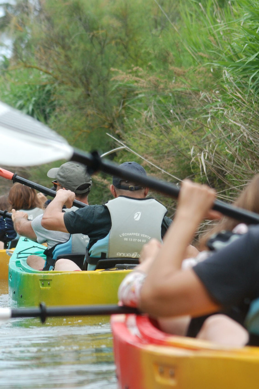 Montpellier : Birdwatching by kayak in the Camargue - Who Should Book This Kayak Birdwatching Tour