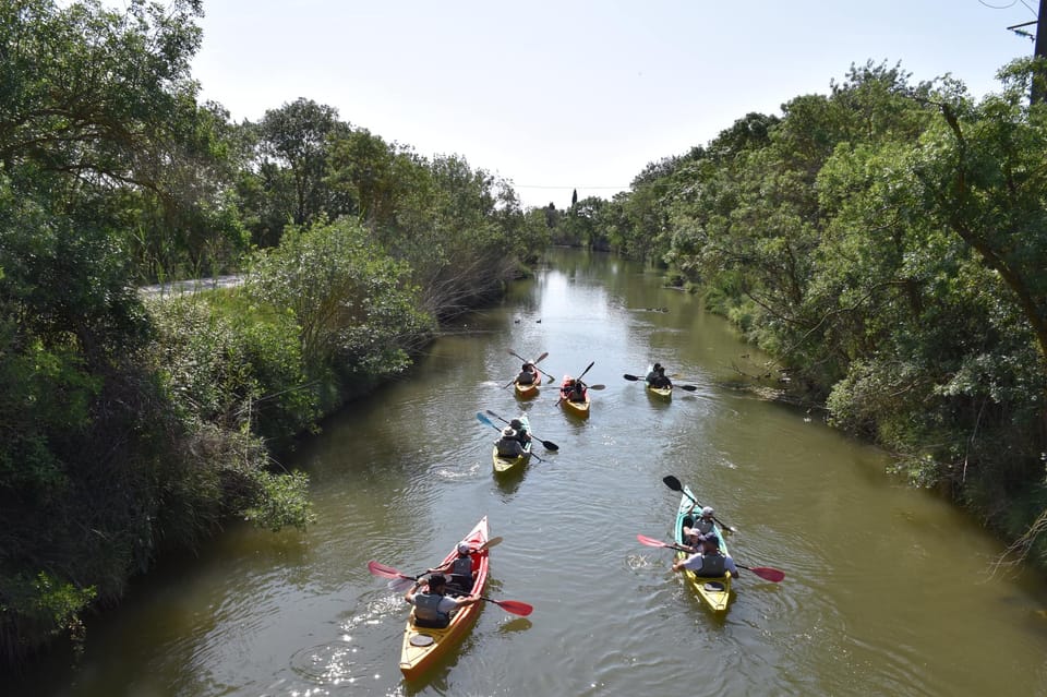 Montpellier : Birdwatching by kayak in the Camargue - The 2-Hour Rhythm on the Water: Paddle, Breaks, and Quiet Scanning