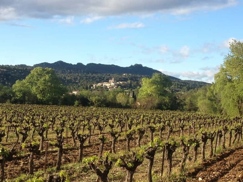 Montpellier: Pic Saint-Loup Wine Tour - Who should book this Pic Saint-Loup tour (and who should skip it)