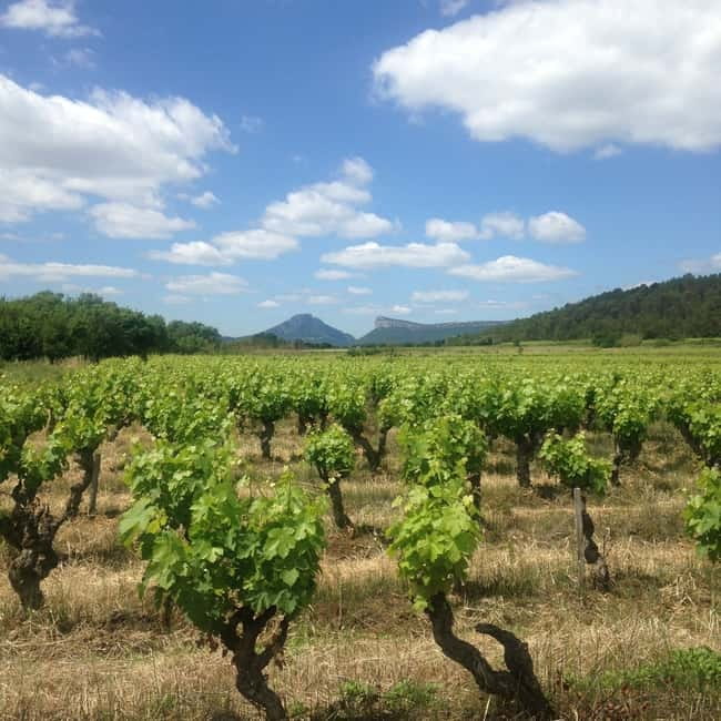 Montpellier: Pic Saint-Loup Wine Tour - Practical tips that make the day easier