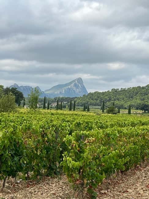 Montpellier: Pic Saint-Loup Wine Tour - Two winery visits in Pic Saint-Loup: tasting with real context
