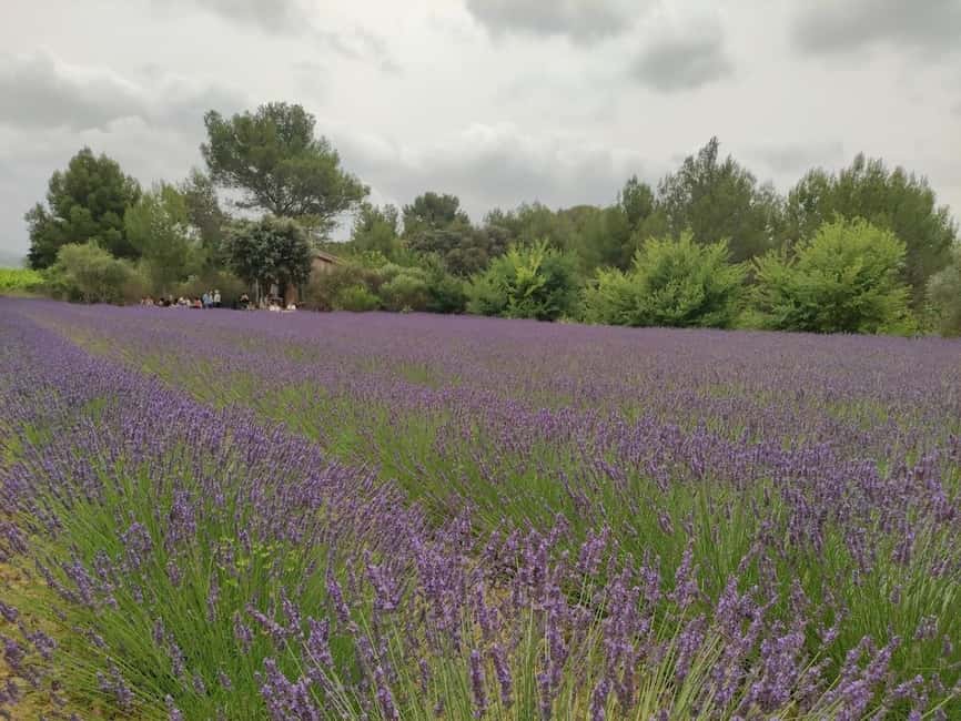 Montpellier : Visit lavender field and an Olive Oil Mill - At Moulin du Mas Palat, the heart of the outing
