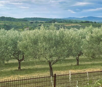 Montpellier : Visit lavender field and an Olive Oil Mill - Leaving Montpellier in a seven-person van