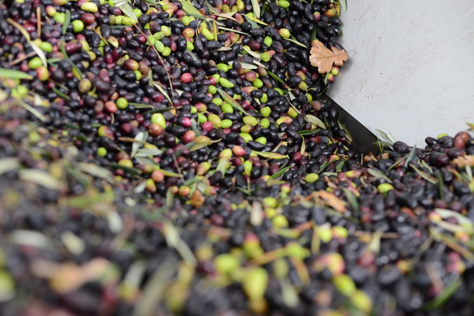 Montpellier : Visit lavender field and an Olive Oil Mill - Tasting Occitan olive oil, then browsing local goods