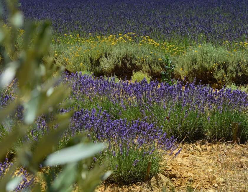 Montpellier : Visit lavender field and an Olive Oil Mill - Lavender season: June and July are the dates to target