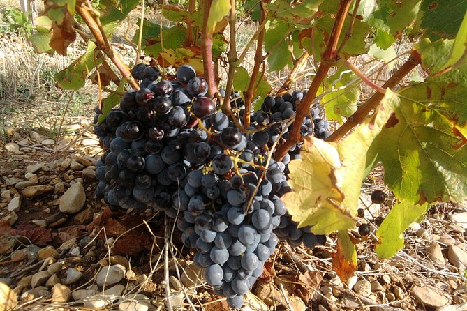Morning Wine Tour to Chateauneuf du Pape from Avignon - On the Drive: Roman Roots, AOC Rules, and Rhône Grape Talk