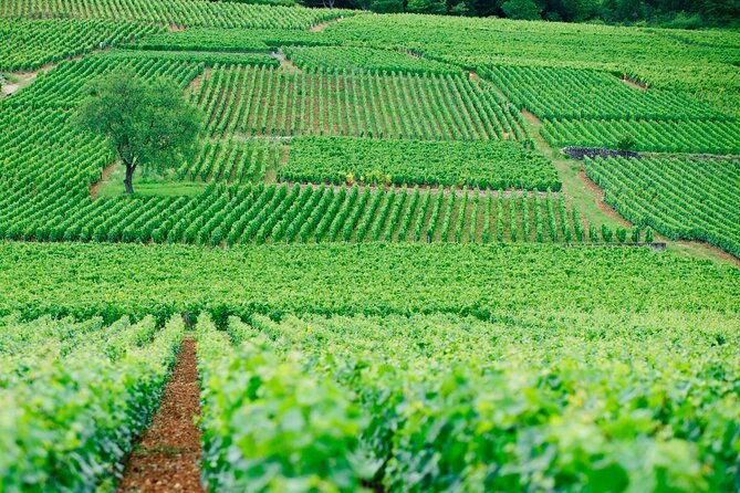 Multi Day Private Tour Prestige Burgundy with 12 Premiers & Grands Crus - The value of $1,407.68 per person