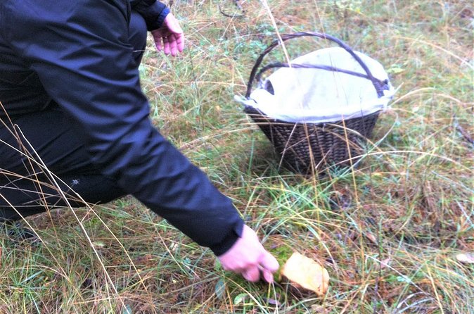Mushroom hunting in Provence - What the three-hour schedule feels like