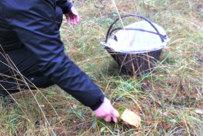 Mushroom hunting in Provence - Starting at Cadenet and heading into the hills