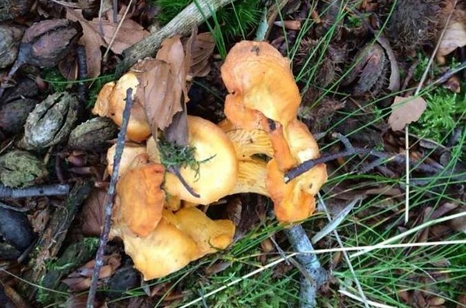 Mushroom hunting in Provence - What other Les Pastras activities tell you