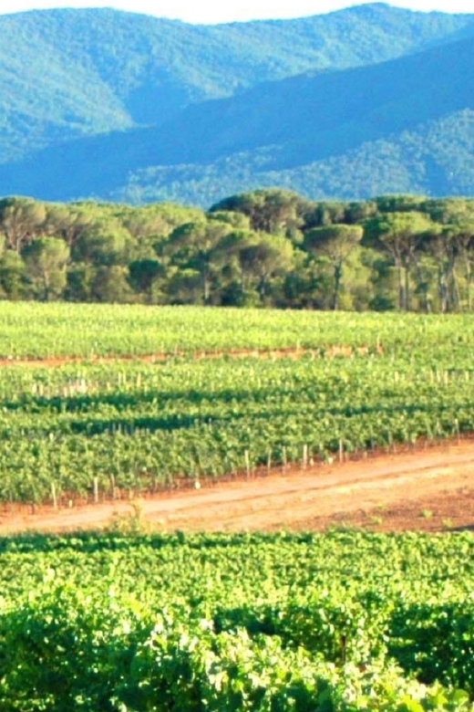 Nice: Full-Day Côtes de Provence Wine Tour - Small-group comfort and the 8-hour reality check