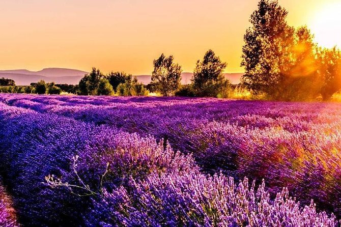 Nice: Gorges of Verdon and Fields of Lavender Tour - Why This Verdon Gorge Day Trip Makes Sense From Nice
