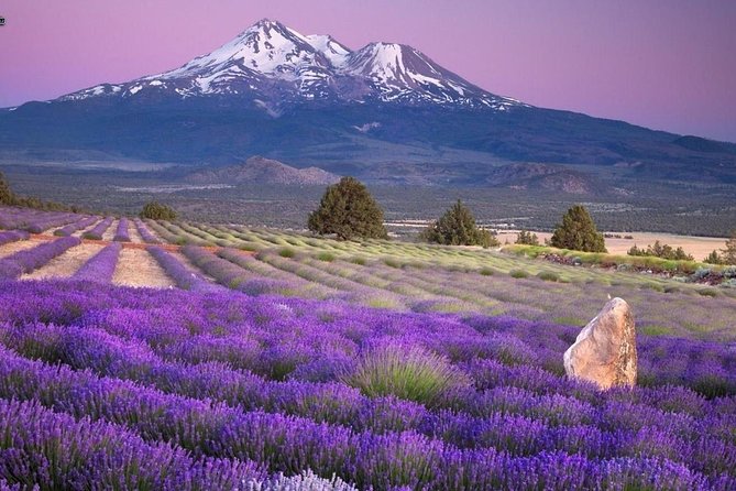 Nice: Gorges of Verdon and Fields of Lavender Tour - Castellane: Your Canyon Town Reset Before the Main Event