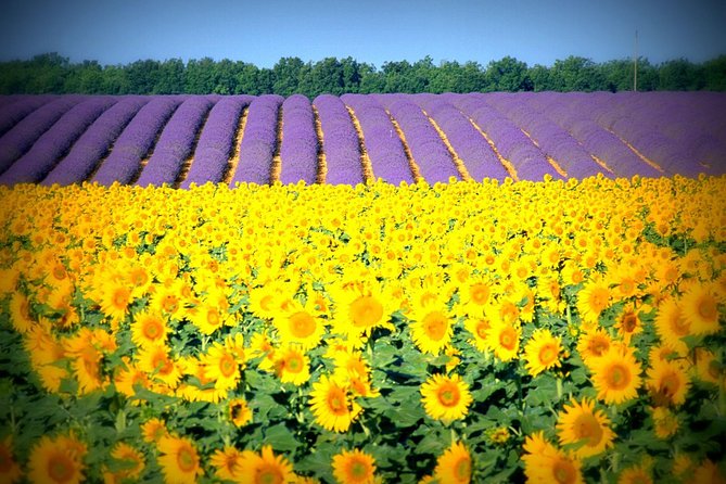 Nice: Gorges of Verdon and Fields of Lavender Tour - Lake Sainte-Croix: Clear Water, Optional Time on the Water