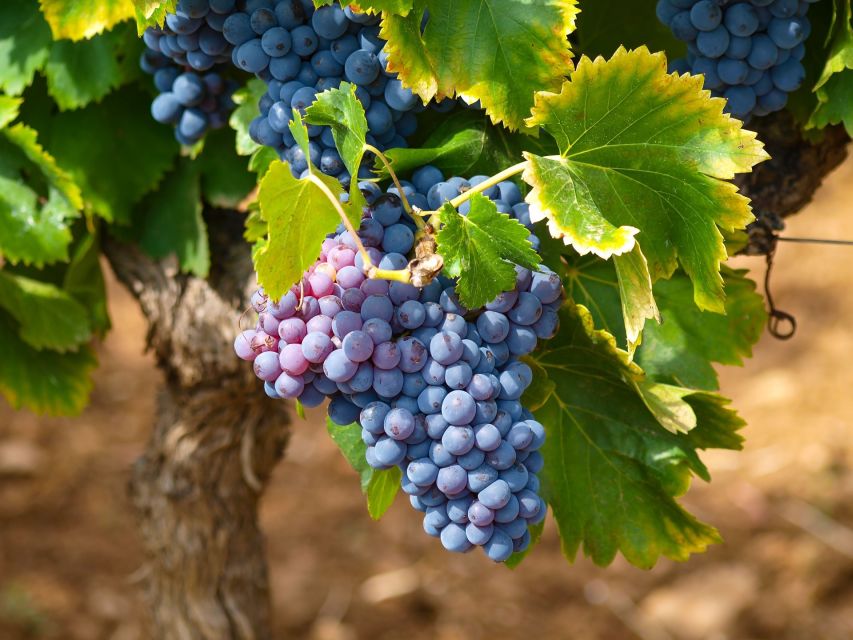 Nice: Half-Day Saint Paul de Vence and Wine Tasting Tour - A few smart packing and planning tips