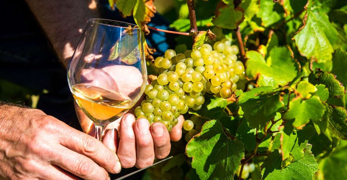 Nice: Provence Village Tour with Wine and Produce Tasting - A rare 15th-century mill in operation: olive oil tasting that actually teaches