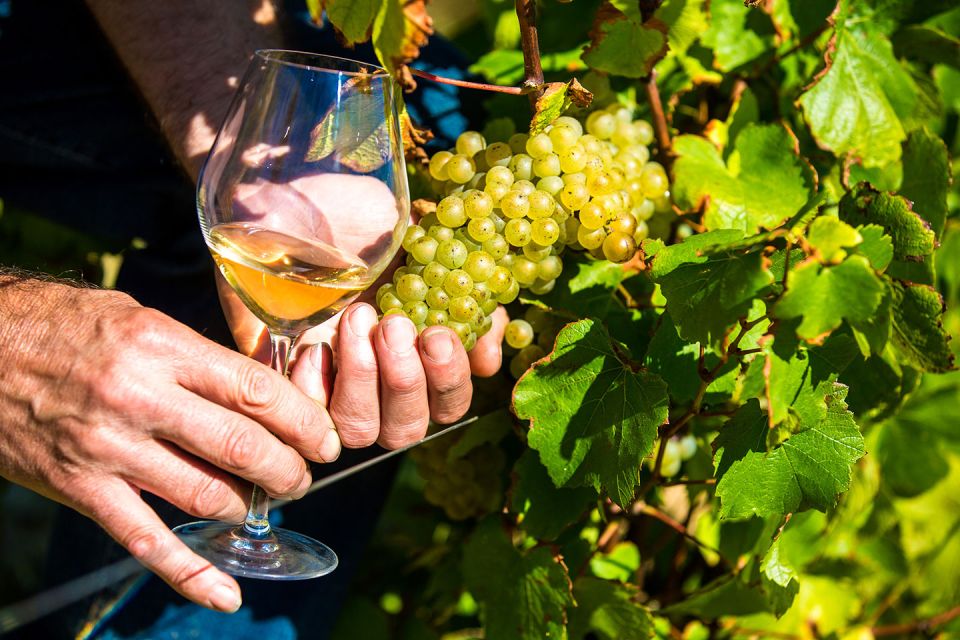 Nice: Provence Village Tour with Wine and Produce Tasting - Opio and the countryside lead-in: olive groves, cork oak, and strawberry trees