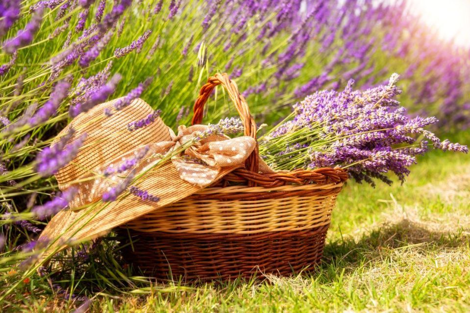 Nice: The Gorges du Verdon and Ste Croix Lake Full-Day Tour - Lavender season at Haute Provence: when the fields are worth the detour