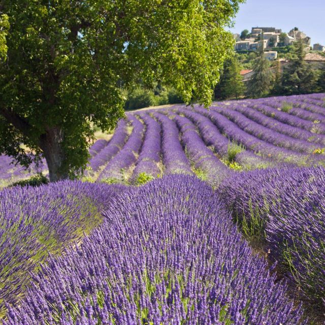 Nice: The Gorges du Verdon and Ste Croix Lake Full-Day Tour - Price and value for a private group up to 8