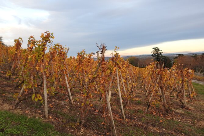 Northern Rhône Valley From Lyon Full day - How the Wine Education Works: Terroir Talk You Can Use