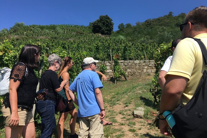 Northern Rhône Valley Wine tour from Lyon Half Day - Quick hit highlights