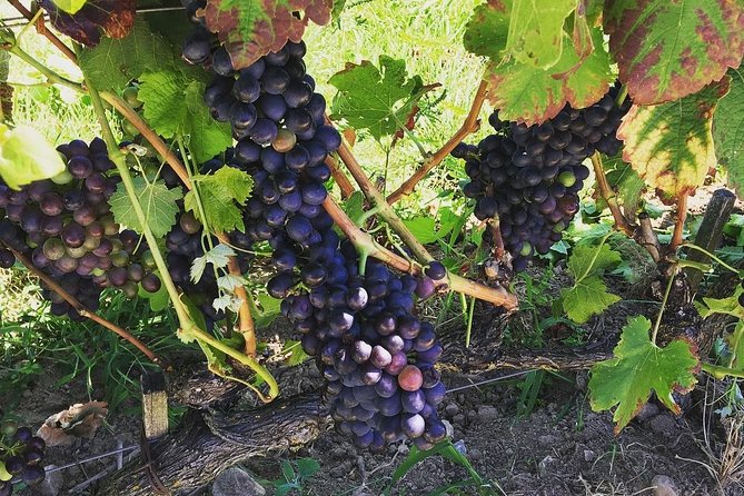 Northern Rhône Valley Wine tour from Lyon Half Day - Meeting in Lyon: easy start, efficient route