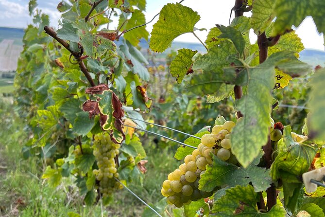 Not Your Average Champagne Tour - Day Trip From Paris (Private) - Mailly-Champagne: Start Among Grand Cru Vines