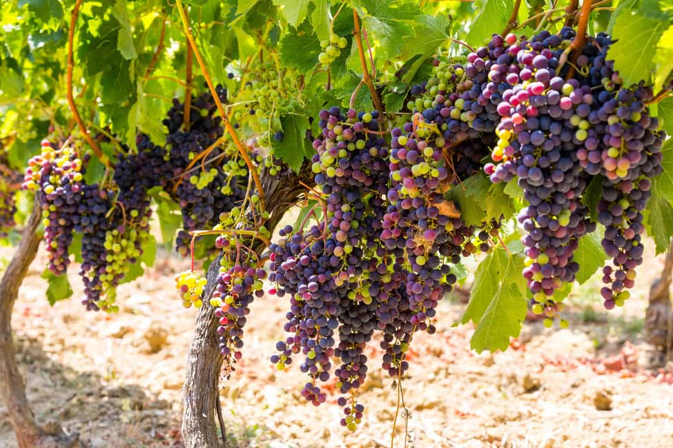 Organic Wine Tasting with Saint paul Half Day Tour from Nice - How This 5-Hour Provence Wine Loop Works From Nice