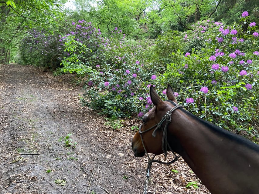 Paris: Aumont-en-Halatte Horseback Riding Tour - What the ride actually feels like in the Chantilly forest