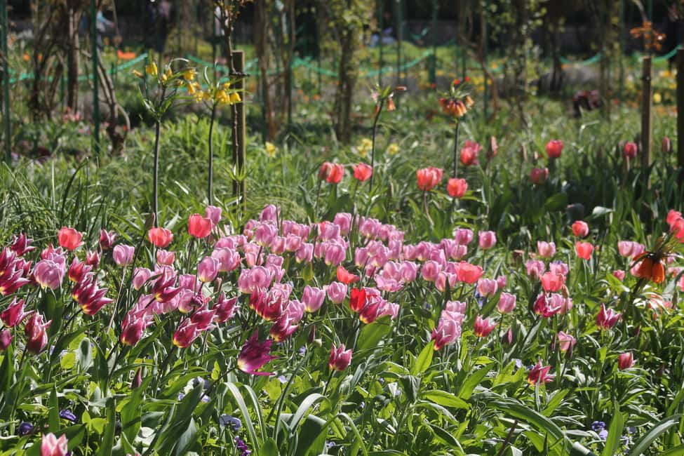 Paris: Giverny Gardens Day Trip with Professional Tour Guide - Monet’s house and studio