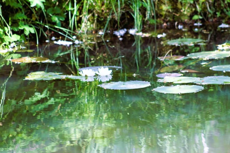 Paris: Giverny Gardens Day Trip with Professional Tour Guide - How the guide shapes the visit