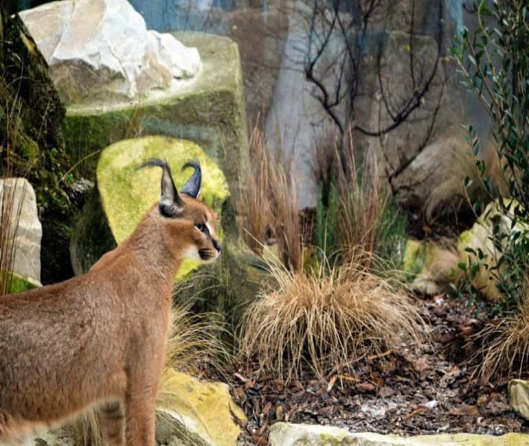 Paris: Ménagerie Zoo of Jardin des Plantes Entrance Ticket - Key things I’d plan around