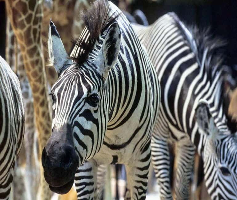 Paris: Ménagerie Zoo of Jardin des Plantes Entrance Ticket - 150 species, but with a specific focus on size and design