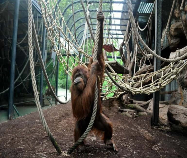 Paris: Ménagerie Zoo of Jardin des Plantes Entrance Ticket - The “wow” factor: newborn animals and the feeling of discovery
