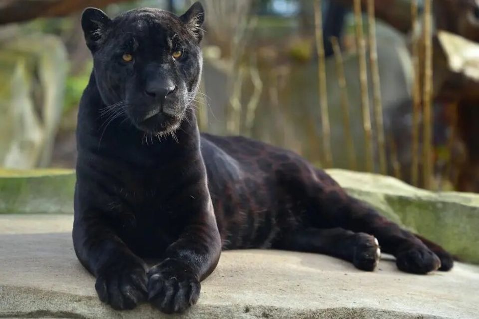 Paris: Paris Zoological Park Entrance Ticket - Ticket Value: What About $25 Really Buys You