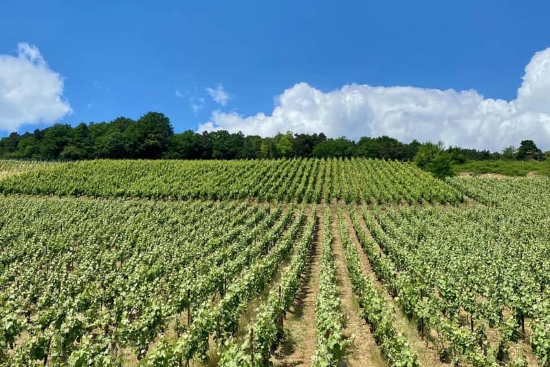 Paris: Ruinart and Veuve Clicquot Champagne Tour by Mercedes - Is $808 per person good value?