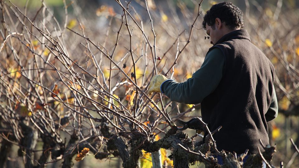 Paris: Two Reims Champagne Vineyards with Tastings and Lunch - Key points to know before booking